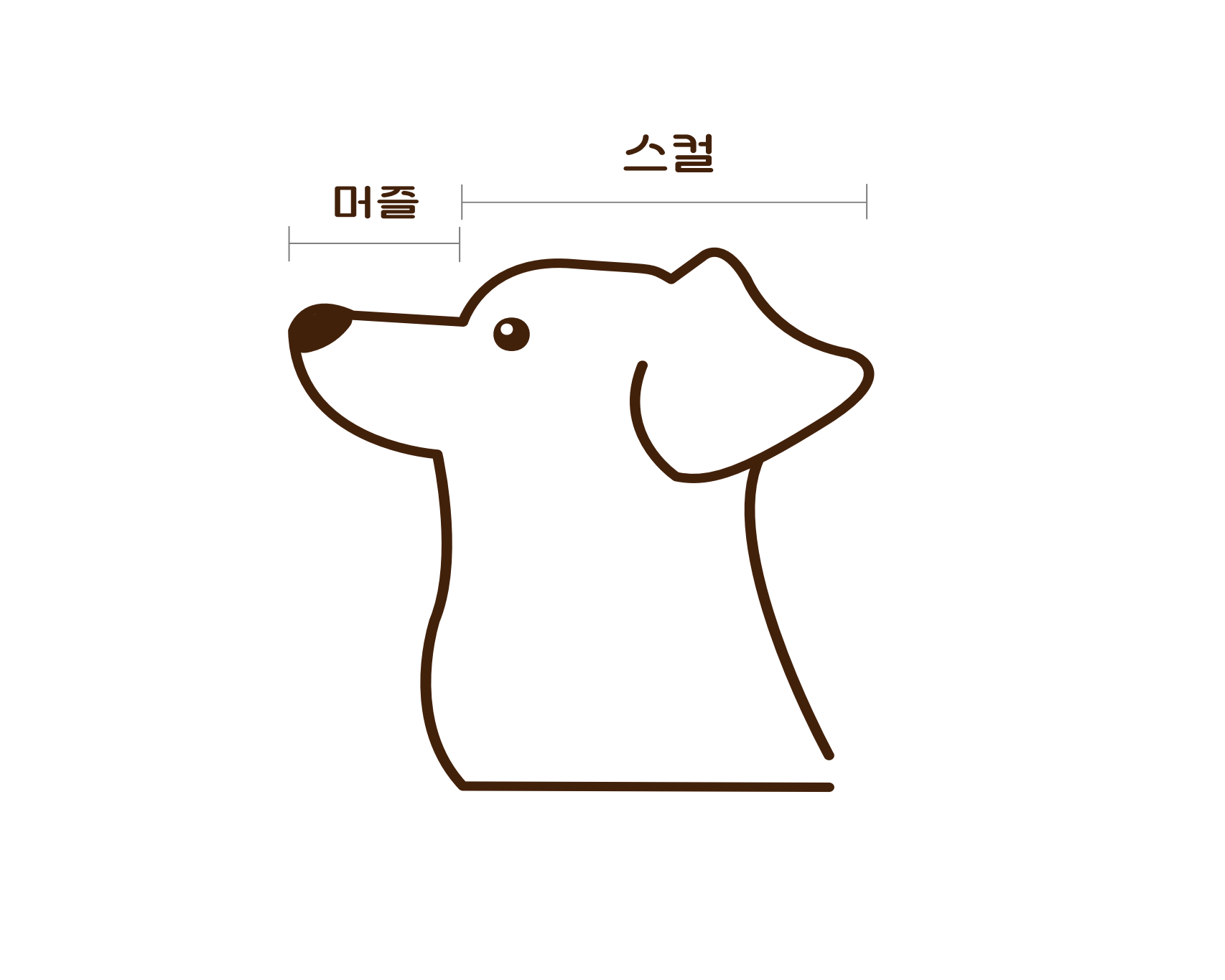 短頭動物物種分類影像
